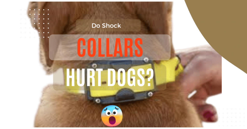 Do Shock Collars Hurt Dogs