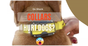 Do Shock Collars Hurt Dogs