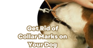 How to get rid of collars marks on your dog?