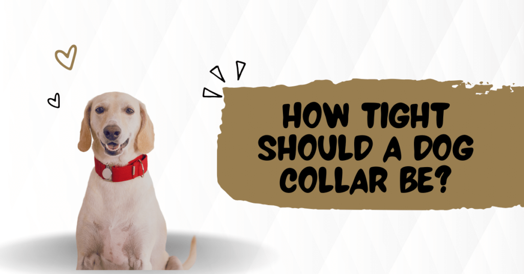 How tight should a dog collar be?