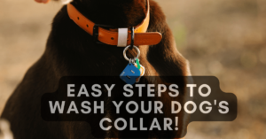 How to wash a dog collar