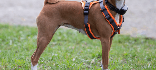 Shock collars alternatives as harness collar