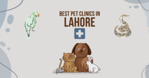 Best Pet Clinics In Lahore