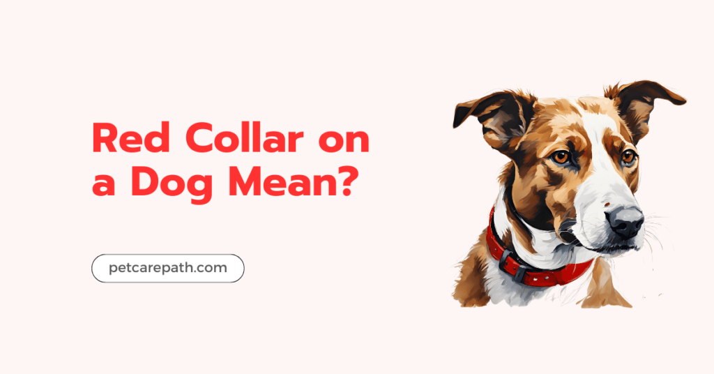 Red Collar on Dog Mean